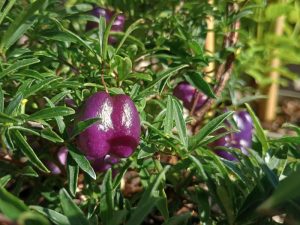 Billardiera longifolia- Purple Apple Berry