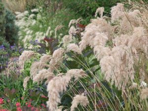 Calamagrostis emodensis-0