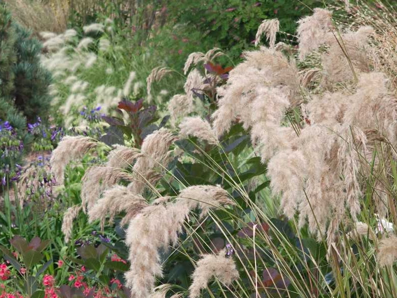 Calamagrostis emodensis-0
