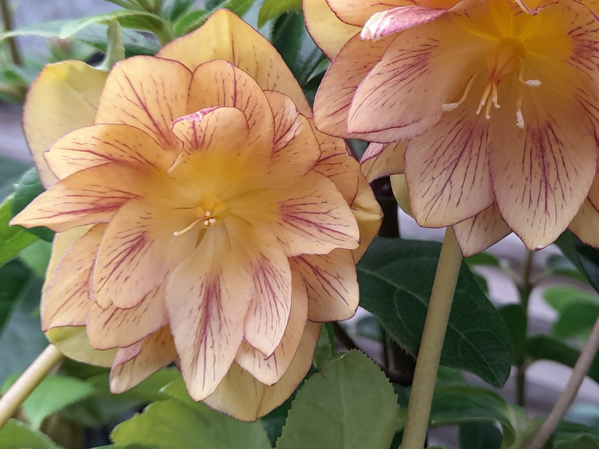 Helleborus x hybridus (Ashwood Evolution Group) Double Neon Flowering Plug Plants pack Of 10-0