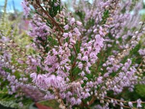 Calluna vulgaris 'Forest Fire' (9cm pot)-0
