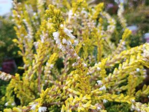 Calluna vulgaris 'Gold Spronk' (9cm pot)-0