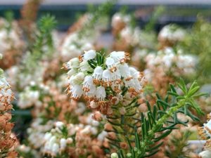 Erica vagans f. alba 'Lyonesse' (9cm pot)-0