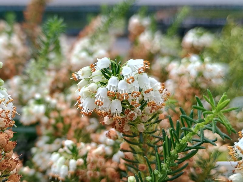 Erica vagans f. alba 'Lyonesse' (9cm pot)-0