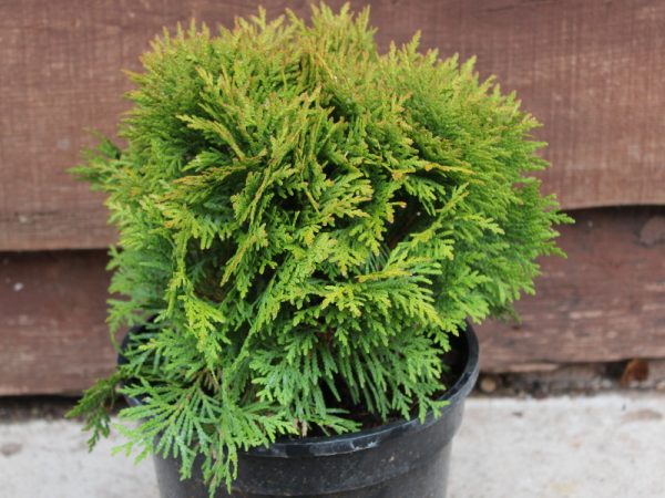 Thuja occidentalis 'Mirjam' 3L-0