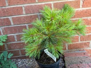 Pinus strobus 'Rheinhaus'-0