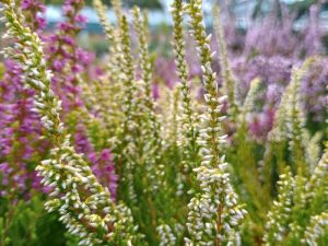 Calluna vulgaris 'Sandy' (1 Litre pot)-0