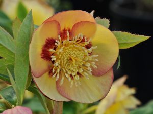Helleborus x hybridus (Ashwood Evolution Group) Single Sunset shades Pack of Single Flowering Plug Plants 5-0