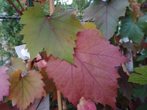 Vitis vinifera 'Spetchley Red'-0