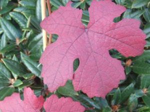 Vitis vinifera 'Purpurea'-0