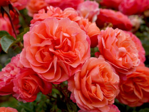 Rosa floribunda Coral Gardens(KORzwanlio)-0