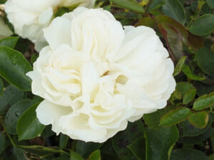 Rosa floribunda Diamond Dad' aka 'White Meidland' (Meicoublan) Living gift.-0