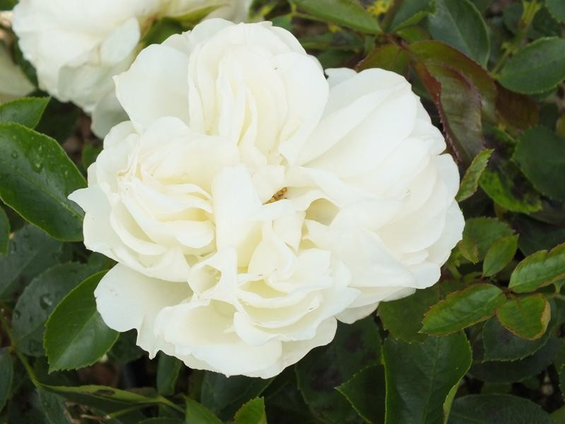 Rosa floribunda Diamond Dad' aka 'White Meidland' (Meicoublan) Living gift.-0