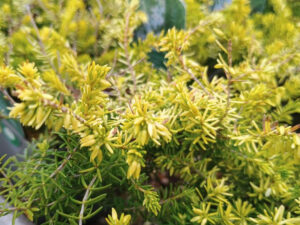 Erica x darleyensis 'Golden Perfect' (9cm pot)-0