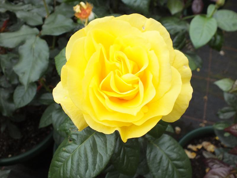 Rosa floribunda Golden Wedding 'Arokris' Living Gift-0