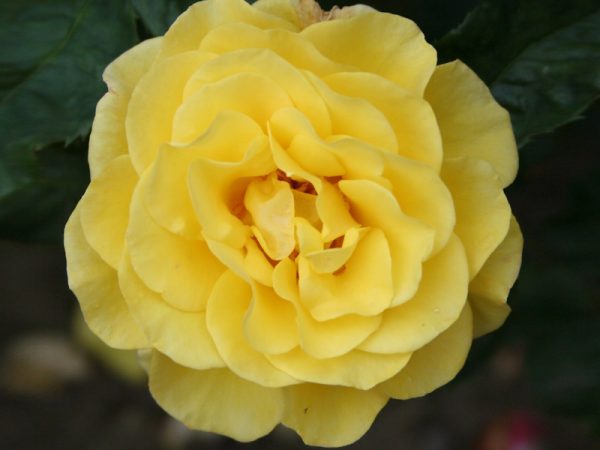 Rosa floribunda Happy Golden Wedding (Frykeyno) Living Gift-0