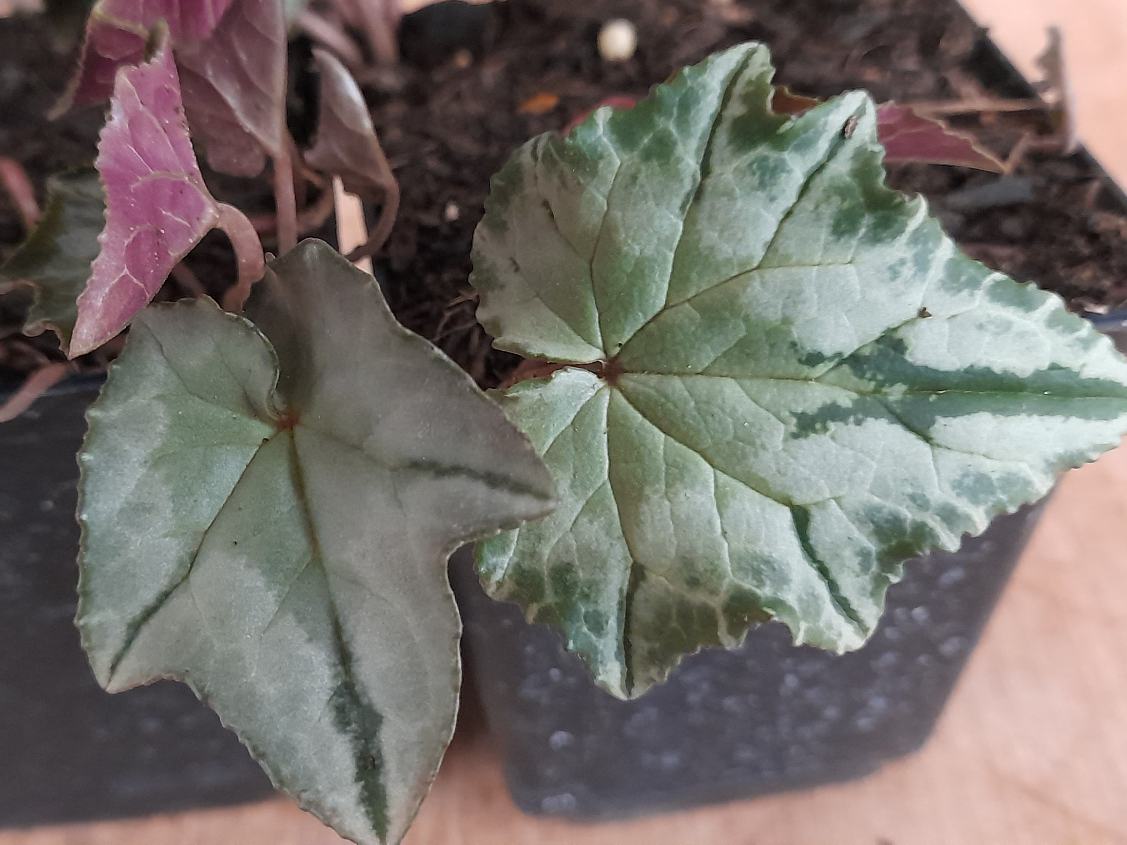 Cyclamen hederifolium 'Lysander' Silver Leaf Form-25754
