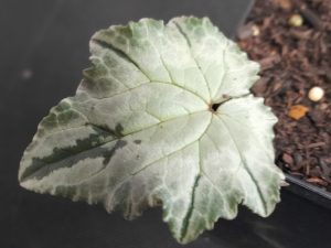 Cyclamen hederifolium 'Lysander' Silver Leaf Form-0