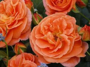 Rosa floribunda Mango (KORfloci09)-0