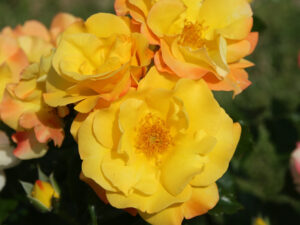 Rosa floribunda Bright Smiles (KORhesanwes)-0