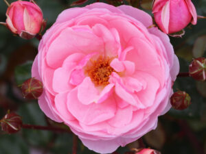 Rosa floribunda Darling (NOA118723-0
