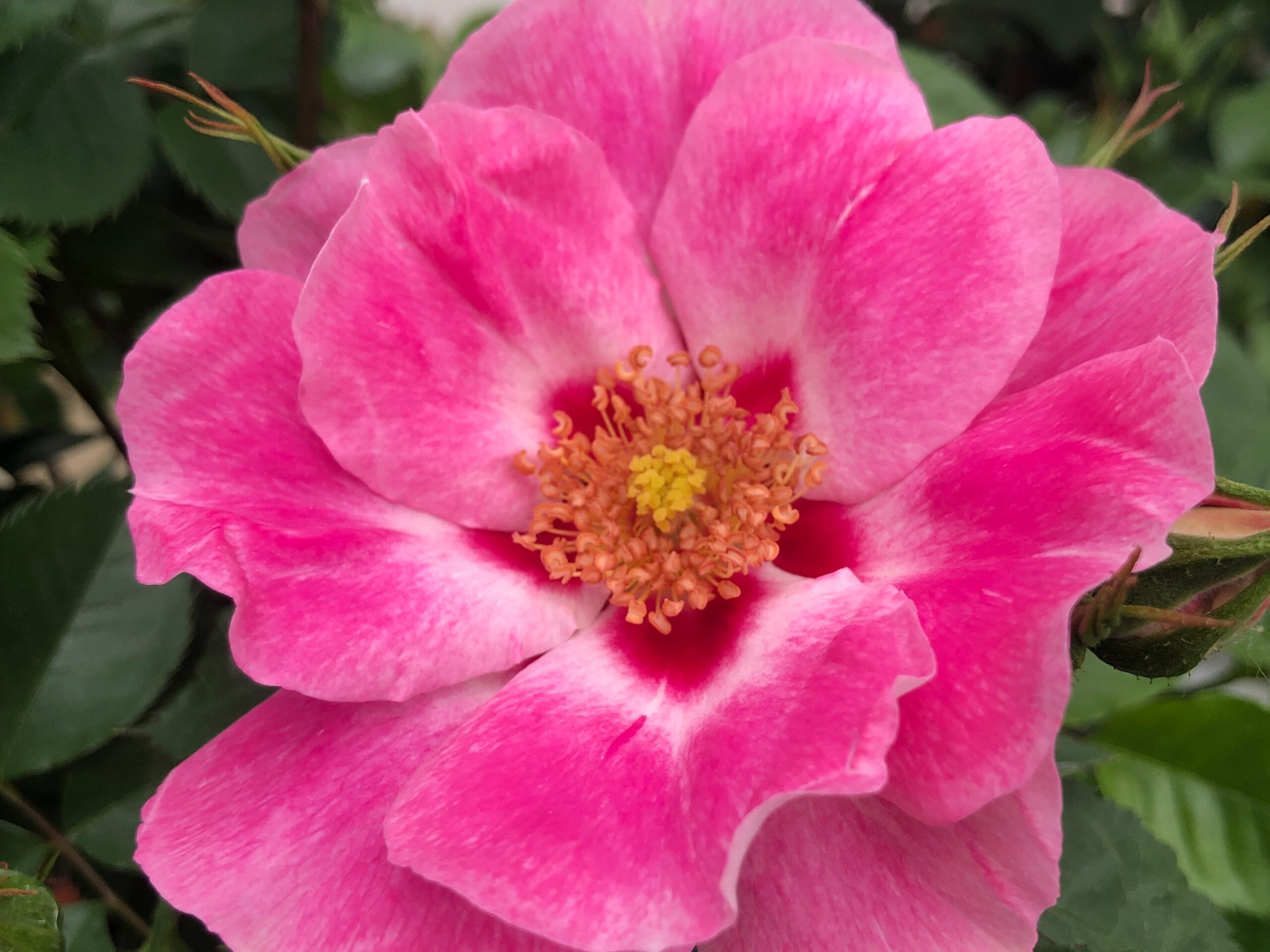 Rosa floribunda See You In Rose (KORhulth004) Persica Hybrid-0