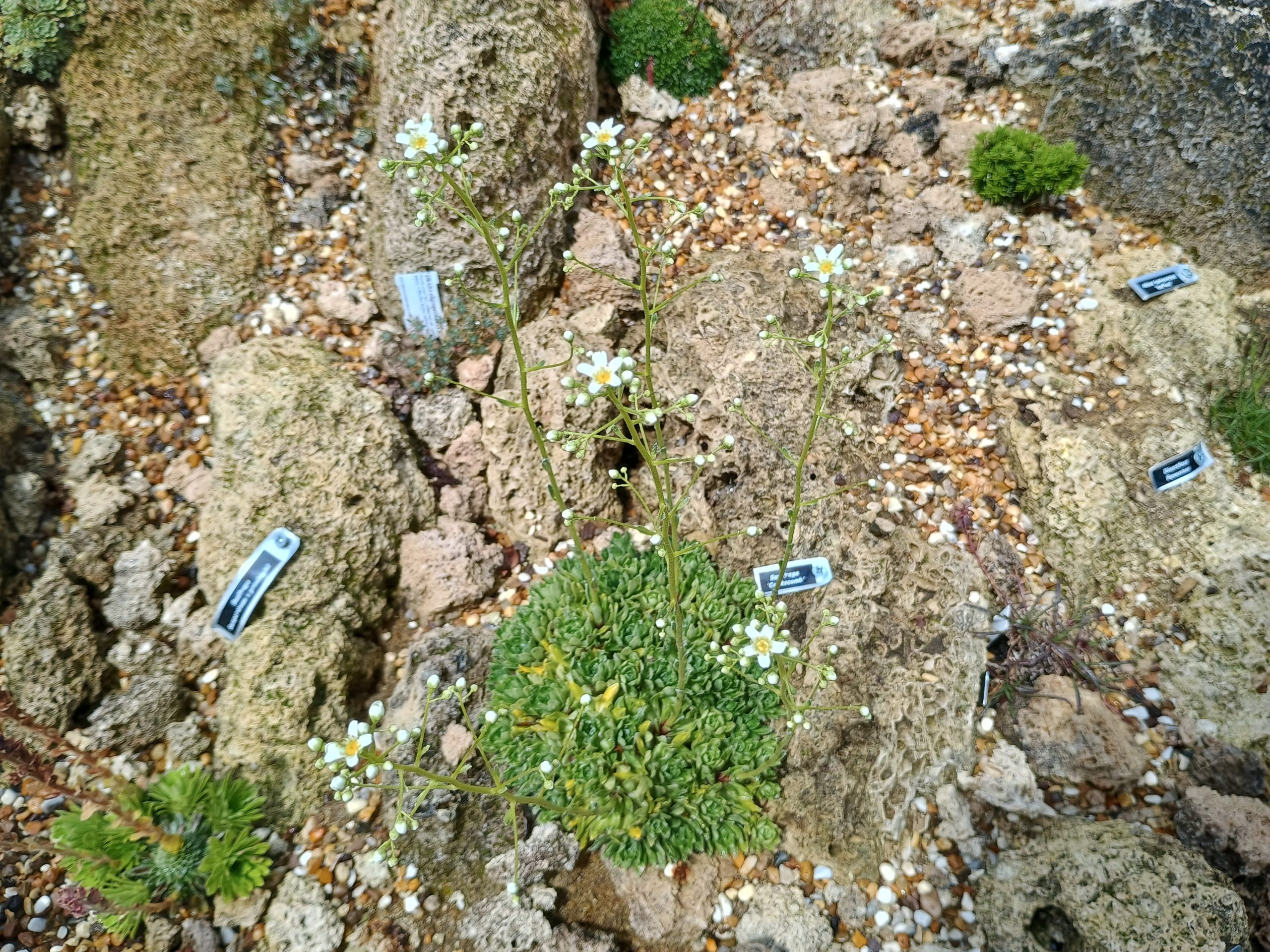 Saxifraga paniculata 'Cockscomb'