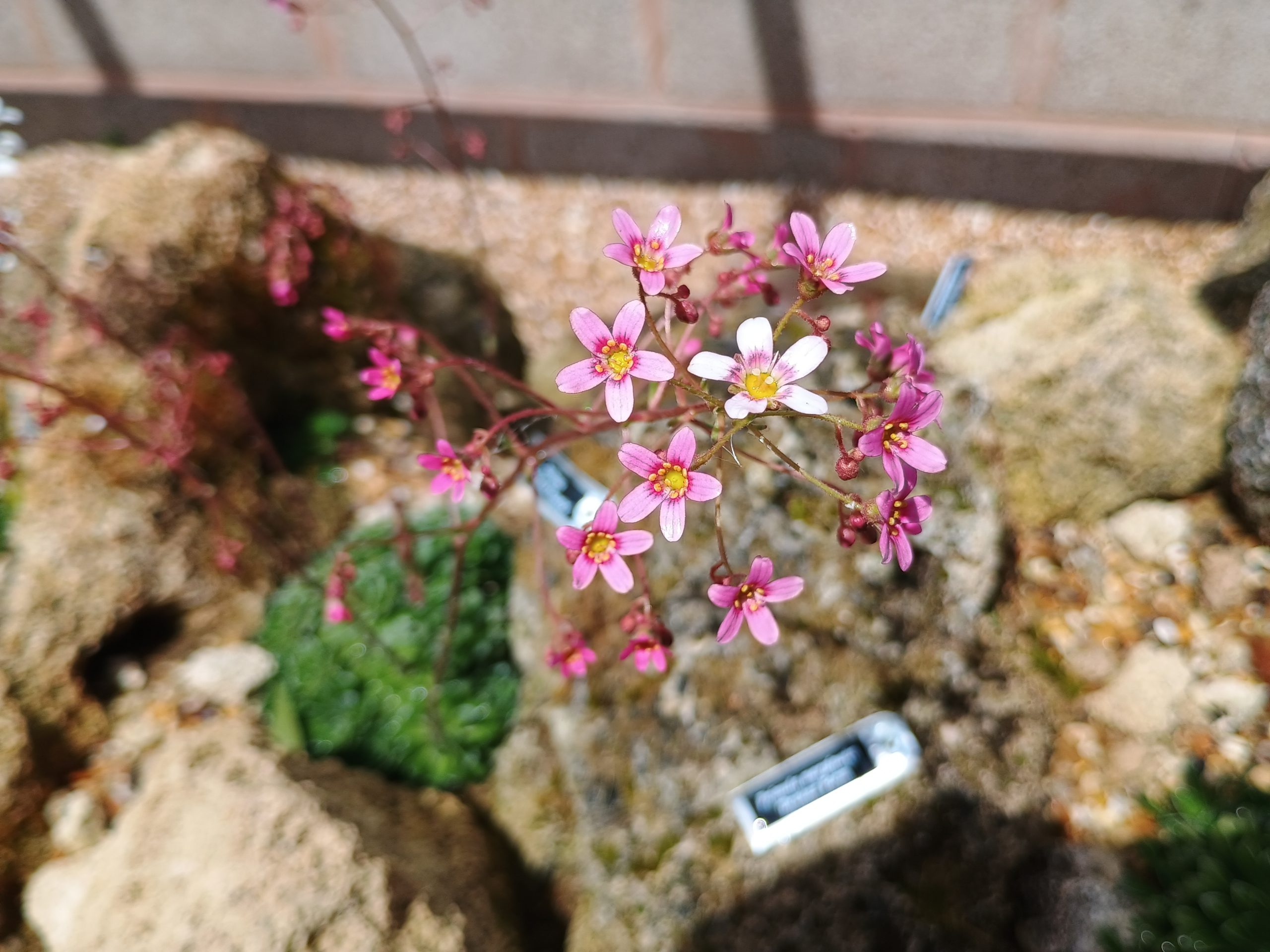 Saxifraga 'Hare Knoll Beauty'