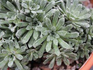 Saxifraga 'April Showers'-0