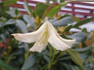 Clematis cirrhosa 'Ourika Valley'-0