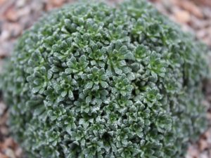 Saxifraga cochlearis 'Profusion'-0