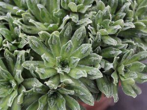 Saxifraga paniculata 'Cockscomb'-0