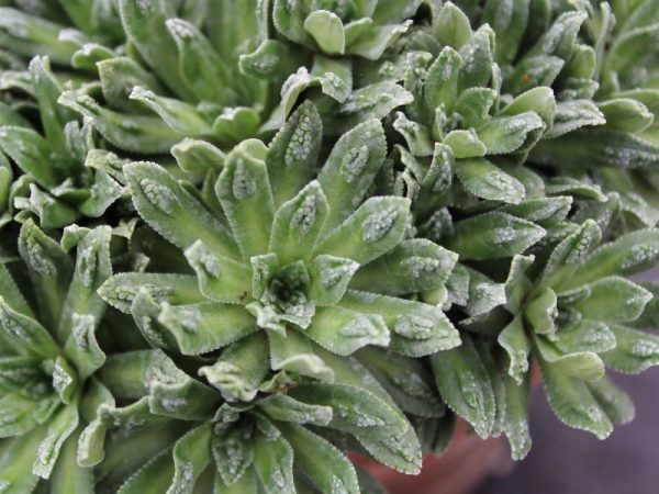 Saxifraga paniculata 'Cockscomb'-0