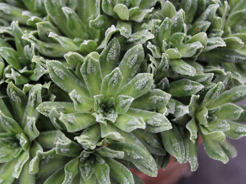 Saxifraga paniculata 'Cockscomb'-0