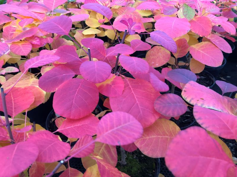 Cotinus 'Flamissimo'-26007