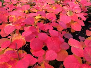 Cotinus 'Flamissimo'-0