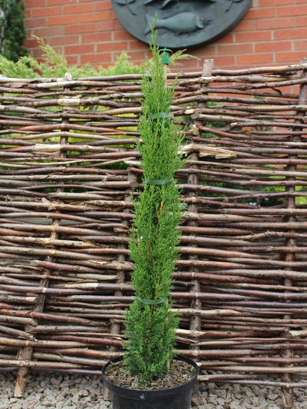 Cupressus sempervirens 'Totem'-25871