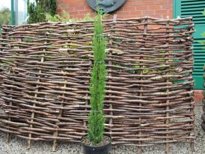 Cupressus sempervirens 'Totem'-0