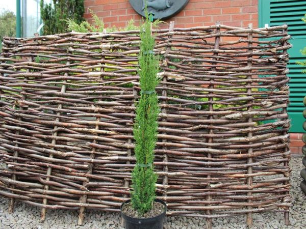 Cupressus sempervirens 'Totem'-0