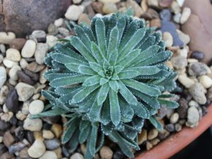 Saxifraga paniculata 'Dr Clay'-0