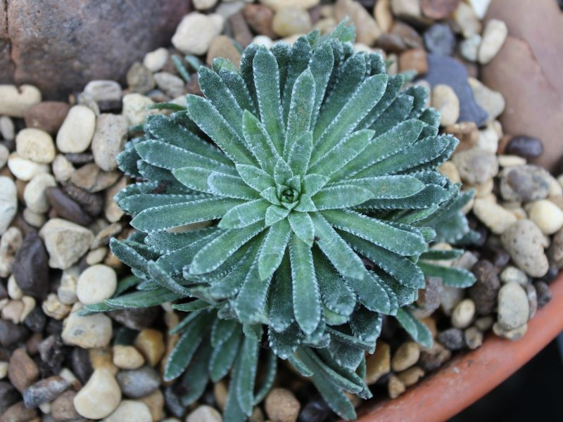 Saxifraga paniculata 'Dr Clay'-0