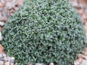 Saxifraga paniculata 'Dr Wells'-0
