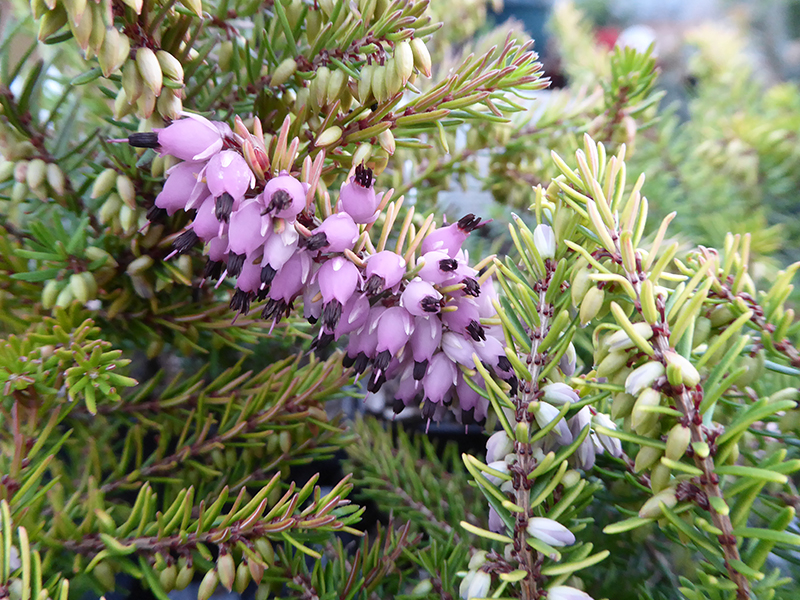 Erica x darleyensis 'Tweety' (1L pot)-0