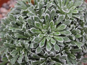 Saxifraga 'Francis Cade'-0