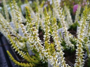 Calluna vulgaris 'Galaxy'-0