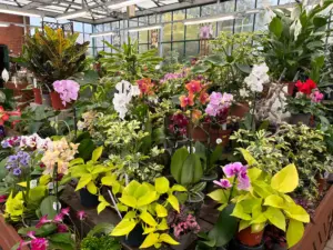 Garden Centre house plant greenhouse
