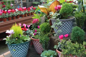 Garden Centre planted patio pots