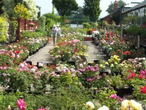 Garden Centre Rose sales
