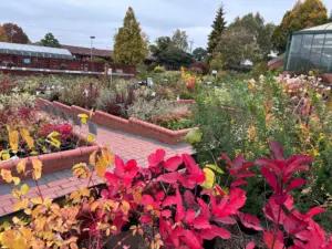 Garden Centre Shrub sales