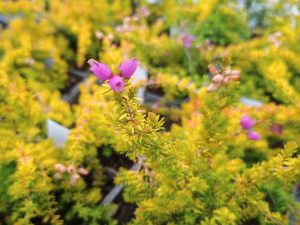 Erica cinerea f. aureifolia 'Golden Hue'-0
